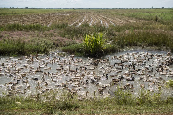 Duck farm at a water Khmer Management System and canal in the fields and lndscape near the city of Kampong Thom of Cambodia