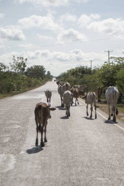 Kamboçya, Sra Em - 12 Kasım 2017: Sra Em town yakınındaki yolda yürüyen inekler