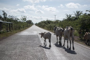 Kamboçya, Sra Em - 12 Kasım 2017: Sra Em town yakınındaki yolda yürüyen inekler