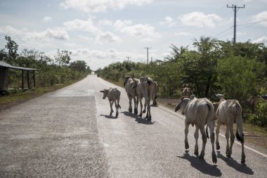 Kamboçya, Sra Em - 12 Kasım 2017: Sra Em town yakınındaki yolda yürüyen inekler