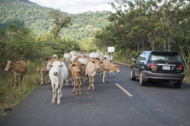 Kamboçya, Sra Em - 12 Kasım 2017: Sra Em town yakınındaki yolda yürüyen inekler