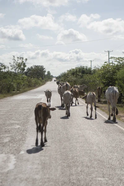 Kamboçya, Sra Em - 12 Kasım 2017: Sra Em town yakınındaki yolda yürüyen inekler