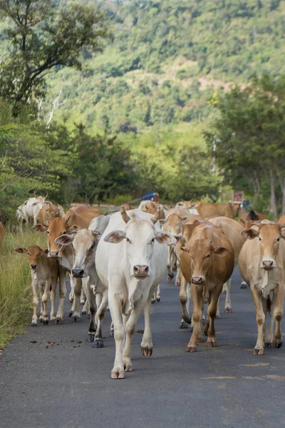 Cambodia Sra November 2017 Cows Walking Road Town Sra — Stock Photo, Image