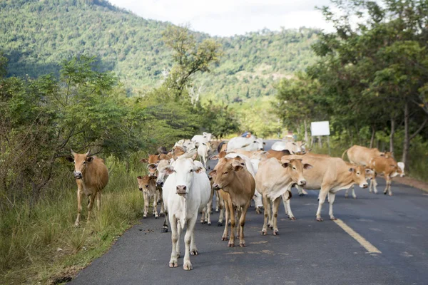 Cambodia Sra November 2017 Cows Walking Road Town Sra — Stock Photo, Image