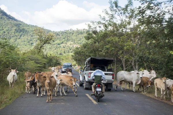 Cambodia Sra November 2017 Cows Walking Road Town Sra — Stock Photo, Image