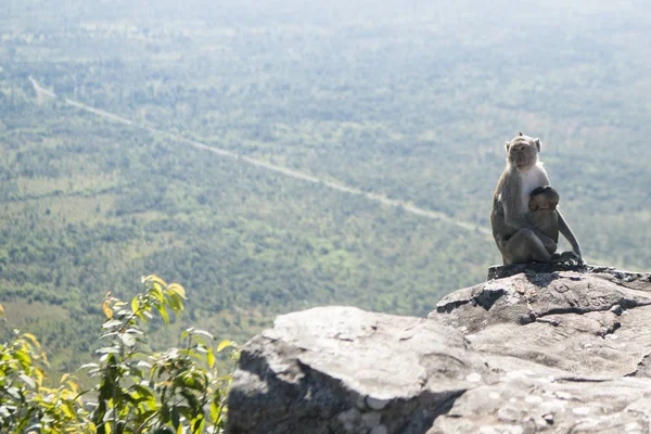 Cambodia Sra November 2017 Monkey Baby Sitting Cliff Panoramic View — Stock Photo, Image