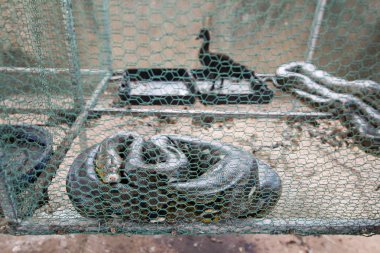 Kamboçya, Anlong Veng - Kasım, 2017: The Ta Mok House, Khmer Rouge Nr.5 Ta Mok içinde şehir Anlong Veng Northwaest Kamboçya Oddar Meanchey il. 