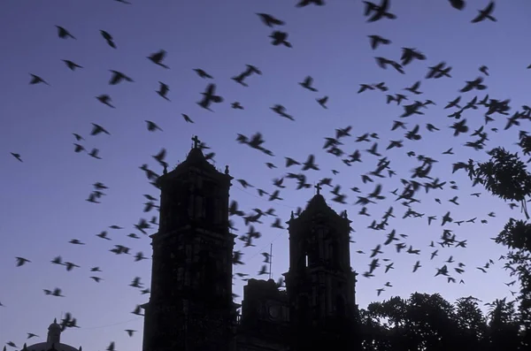 Mexico Valladolid Januari 2009 Kathedraal San Gervaslo Oude Stad Van — Stockfoto