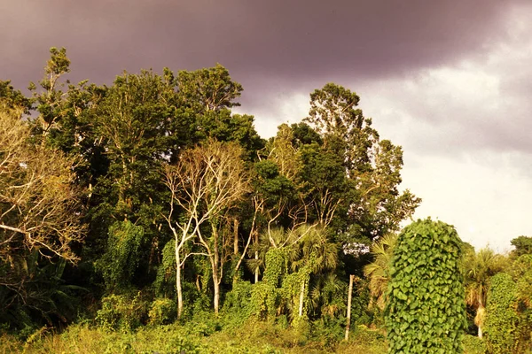 Mexico Coba Januar 2009 Regnskogen Nær Mayaruinene Med Nohoch Mul – stockfoto