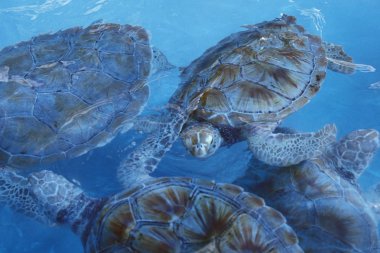 Meksika, Isla Mujeres - Ocak, 2009: Bir waterturtles üzerinde Isla Mujeres yakınındaki şehir Cancun Yucatan içinde il Quintana Roo Meksika Orta Amerika'da üzerinde.