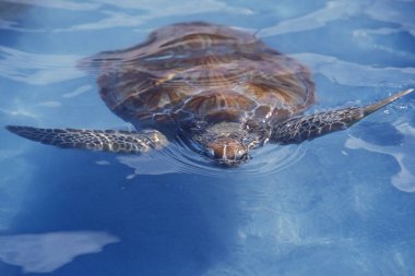 Meksika, Isla Mujeres - Ocak, 2009: Bir waterturtle üzerinde Isla Mujeres yakınındaki şehir Cancun Yucatan içinde il Quintana Roo Meksika Orta Amerika'da üzerinde.