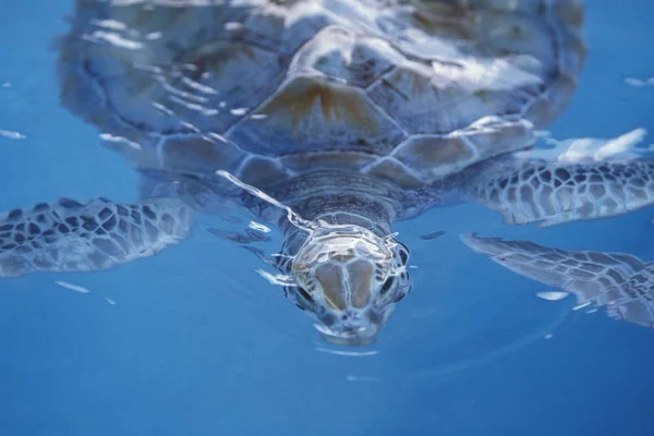 México Isla Mujeres Janeiro 2009 Uma Tartaruga Aquática Isla Mujeres — Fotografia de Stock