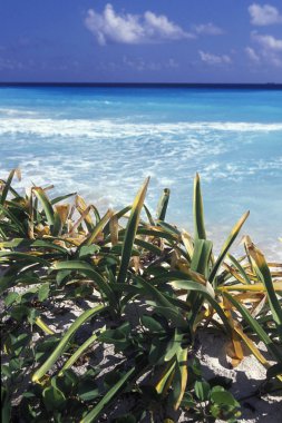 Meksika, Cancun - Ocak 2009: A Beach Cancun Yucatan içinde il Quintana Roo Meksika Orta Amerika'da üzerinde yakınındaki.  