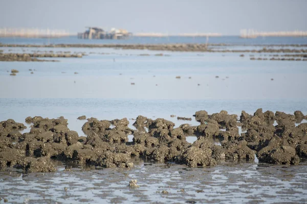 Oyster Gårdarna Segla Utmed Kusten Staden Ang Sila Nära Beangsaen — Stockfoto