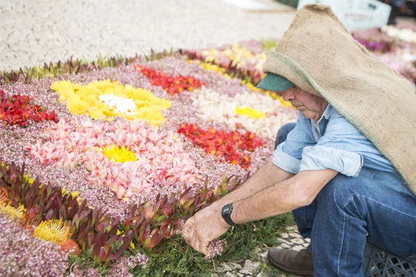 Colorfull Blomma Matta Dekoration Avenida Arriaga Festa Flor Eller Spring — Stockfoto