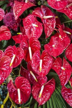 oryantal lilyum çiçek Festa da Flor veya bahar çiçek Festivali Funchal Şehir Adası Madeira Portekiz Atlantik Okyanusu. Madeira, Funchal, Nisan, 2018