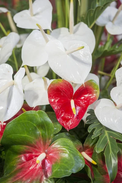 フェスタ フロールやポルトガルの大西洋のマデイラ島のフンシャルの街で春の花祭りでオリエンタルのユリの花 マデイラ フンシャル 2018 — ストック写真