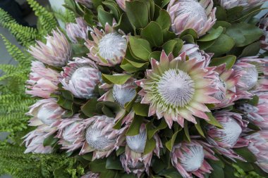 Festa da Flor veya bahar çiçek Festivali Funchal Şehir Adası Madeira Portekiz Atlantik Okyanusu Protea çiçeklere. Madeira, Funchal, Nisan, 2018