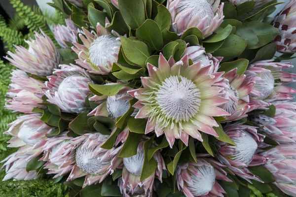 Festa da Flor veya bahar çiçek Festivali Funchal Şehir Adası Madeira Portekiz Atlantik Okyanusu Protea çiçeklere. Madeira, Funchal, Nisan, 2018