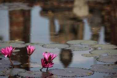 Asya Tayland Sukhothai Tapınağı Stupa