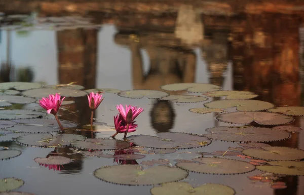 Ásia Tailândia Sukhothai templo stupa — Fotografia de Stock