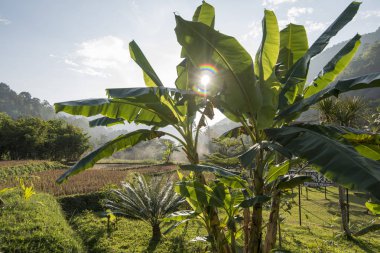 Tayland Phrae pirinç alan Ban Nakhuha
