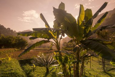 Tayland Phrae pirinç alan Ban Nakhuha