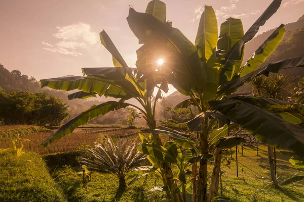 IL CAMPO DI RISO DELLA THAILANDIA BAN NAKHUHA — Foto Stock