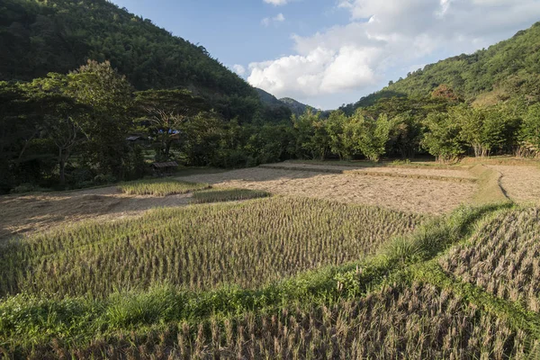 Thailand Phrae rijstveld Ban Nakhuha — Stockfoto