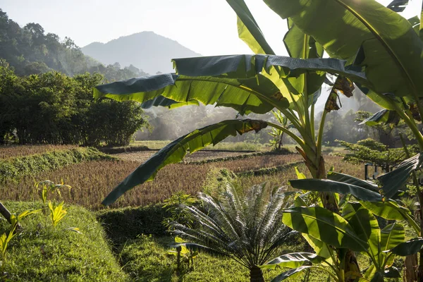 Thailand Phrae rijstveld Ban Nakhuha — Stockfoto