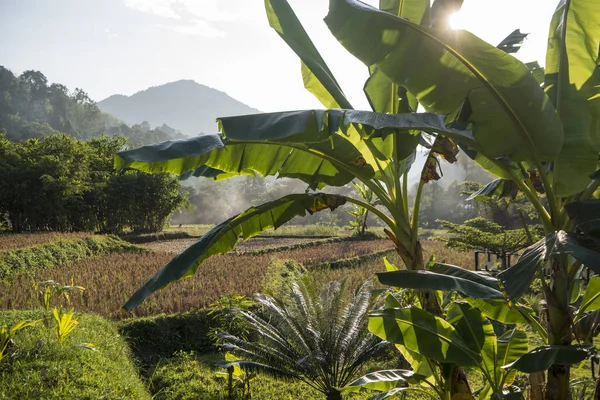 Thailand Phrae rijstveld Ban Nakhuha — Stockfoto
