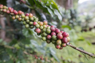 Tayland Phitsanulok Kahve Plantation