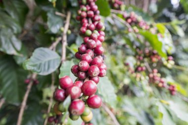 Tayland Phitsanulok Kahve Plantation