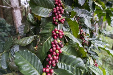 Tayland Phitsanulok Kahve Plantation