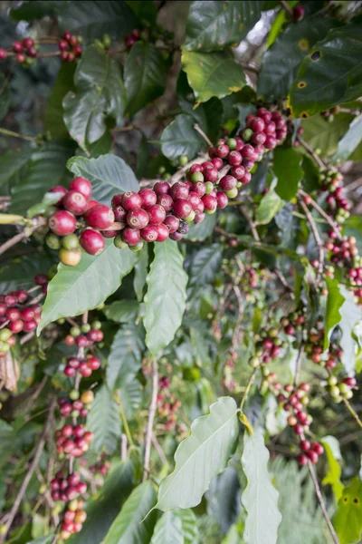 THAÏLANDE PHITSANULOK PLANTATION DU CAFFÉ — Photo