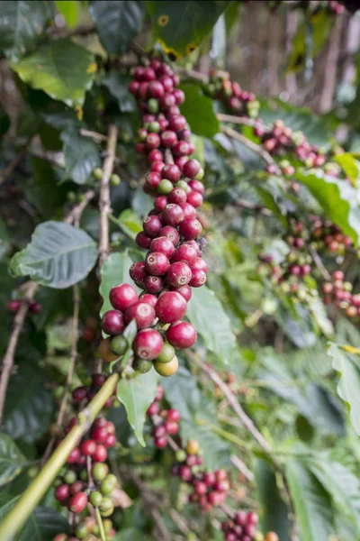 Thaiföld Phitsanulok kávé Plantation — Stock Fotó