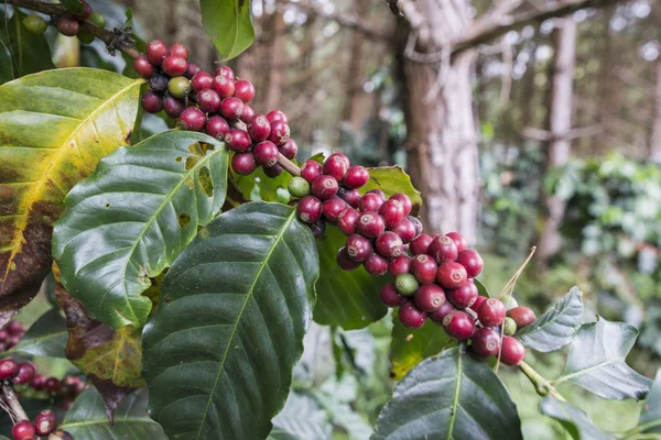 Thaiföld Phitsanulok kávé Plantation — Stock Fotó