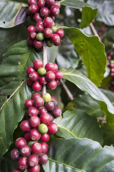 THAÏLANDE PHITSANULOK PLANTATION DU CAFFÉ — Photo