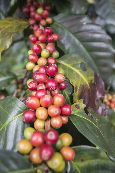 PLANTACIÓN DE CAFÉ DE TAILANDIA PHITSANULOK — Foto de Stock