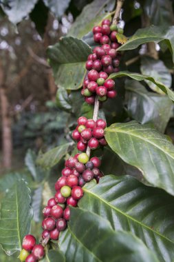 Tayland Phitsanulok Kahve Plantation