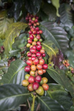 Tayland Phitsanulok Kahve Plantation