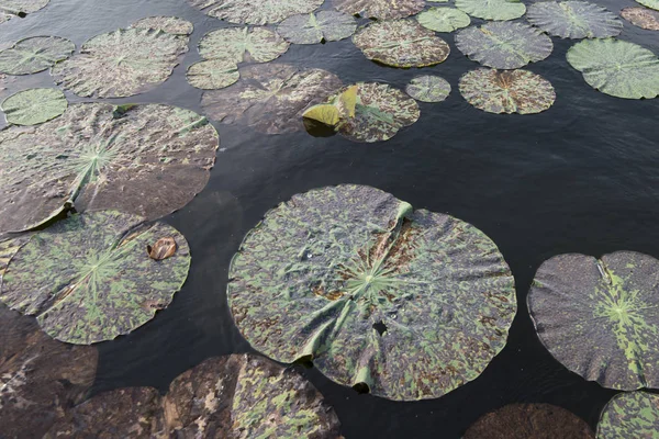 Camboja Battambang Kamping Pouy Lake — Fotografia de Stock