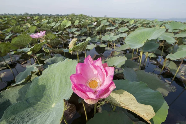 CAMBODIA BATTAMBANG KAMPING POUY LAKE — Stock Photo, Image