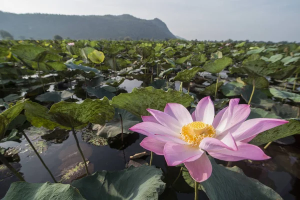 CAMBODIA BATTAMBANG KAMPING POUY LAKE — Stock Photo, Image