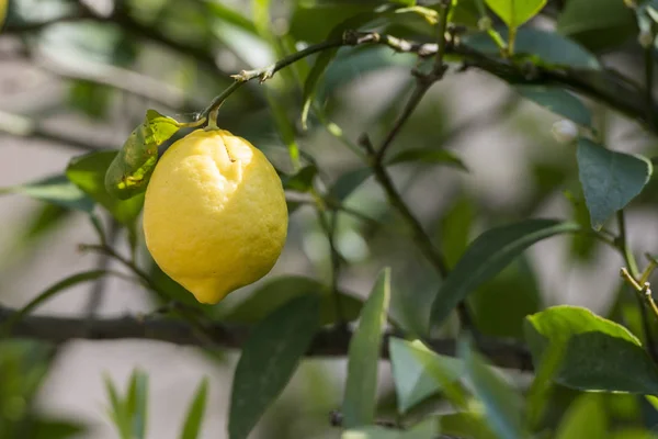 Evropská Portugalci-citronová plantáž — Stock fotografie