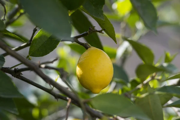 Europa Portugalia Douro Lemon Plantation — Zdjęcie stockowe
