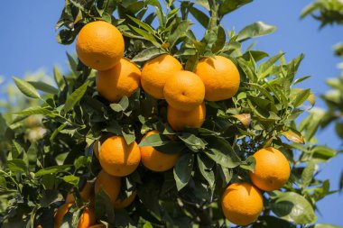 Avrupa Portekiz Douro Portakal Plantasyonu