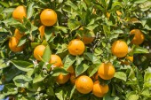 Evropská Portugalci-oranžová plantáž