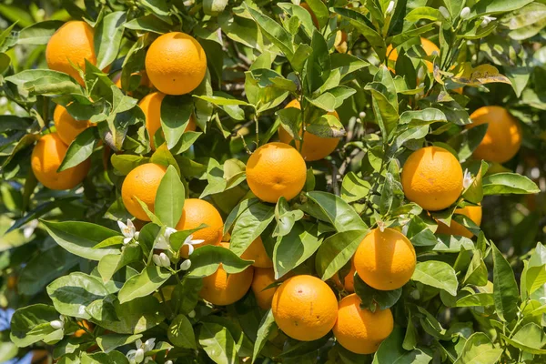 欧洲 葡萄牙 杜罗橙种植园 — 图库照片