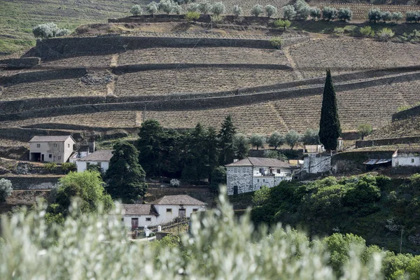 EUROPA PORTOGALLO DOURO RIVER WINERY — Foto Stock